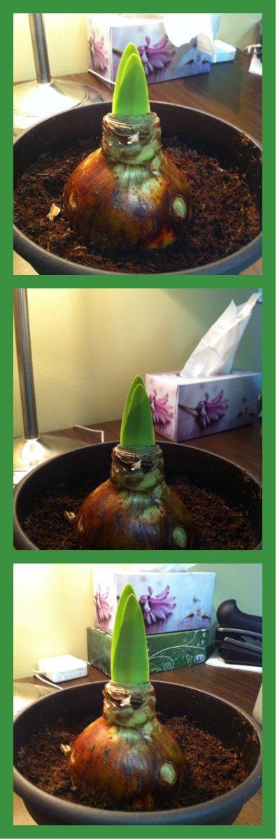 Espy, our winter amaryllis is growing in our office, even amidst the cold and darkness of the season